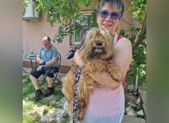 Berit-Bagatel PP – zarte Hundedame sucht ruhiges Zuhause fürs Herz