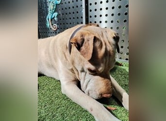 Chester muss unverschuldet sein Zuhause verlassen