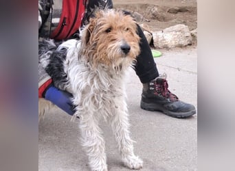 FOXTERRIER MOCSING SUCHT DRINGEND SEINE FAMILIE