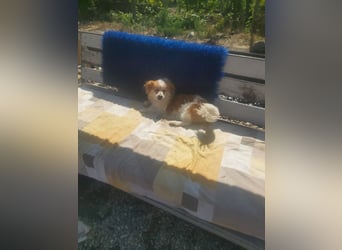 Toto  *auf Pflegestelle in 86850 Fischach*