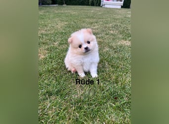 Süße Pomeranian Zwerkspitz Welpen 