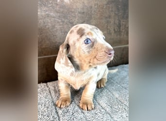 Zwerg Dackel Welpen in besonderen Farben (blue / choco / Harlekin) suchen tolles Zuhause