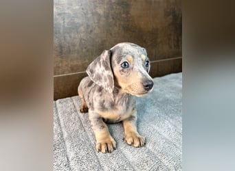 Zwerg Dackel Welpen in besonderen Farben (blue / choco / Harlekin) suchen tolles Zuhause