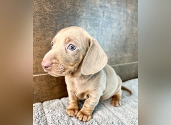 Zwerg Dackel Welpen in besonderen Farben (blue / choco / Harlekin) suchen tolles Zuhause