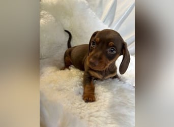 Dackel   Hündin – geimpft, entwurmt, gechipt, mit EU-Heimtierausweis