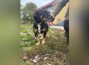 Bezaubernder Dacklemix Sofie soll endlich ein glückliches Hundeleben führen dürfen !