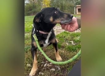 Bezaubernder Dacklemix Sofie soll endlich ein glückliches Hundeleben führen dürfen !