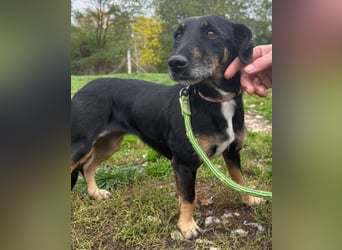 Bezaubernder Dacklemix Sofie soll endlich ein glückliches Hundeleben führen dürfen !