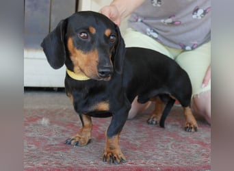 Fröhlicher Kàci sucht sein Revier