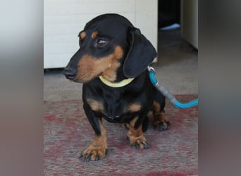 Fröhlicher Kàci sucht sein Revier