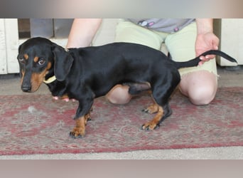 Fröhlicher Kàci sucht sein Revier