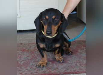 Fröhlicher Kàci sucht sein Revier