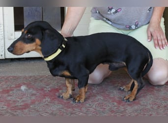 Fröhlicher Kàci sucht sein Revier