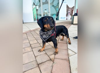 Pepe sucht seine Familie Pepe sucht seine Familie