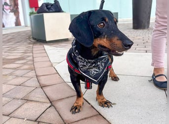 Pepe sucht seine Familie Pepe sucht seine Familie