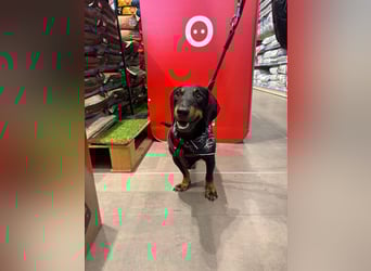 Pepe sucht seine Familie Pepe sucht seine Familie