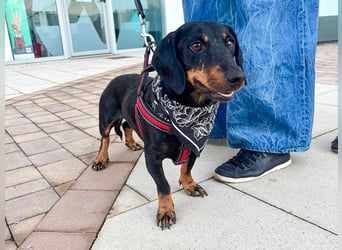 Pepe sucht seine Familie Pepe sucht seine Familie