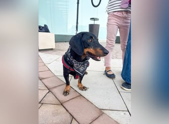 Pepe sucht seine Familie Pepe sucht seine Familie