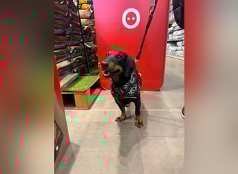 Pepe sucht seine Familie Pepe sucht seine Familie