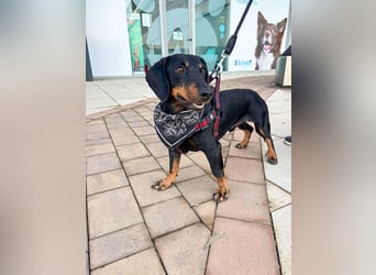 Pepe sucht seine Familie Pepe sucht seine Familie