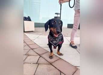 Pepe sucht seine Familie Pepe sucht seine Familie