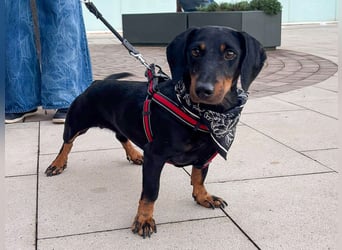 Pepe sucht seine Familie Pepe sucht seine Familie