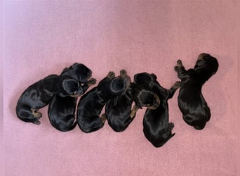 Bezaubernde, wunderschöne Kurzhaar Dackel Welpen Hündinnen suchen dackeliges Zuhause