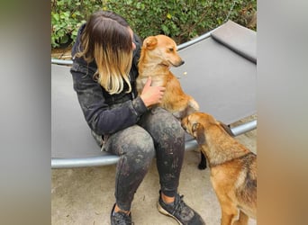 TANNER - gerettet aus Horror Tötung Slatina, Ostern'22