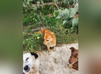 TANNER - gerettet aus Horror Tötung Slatina, Ostern'22