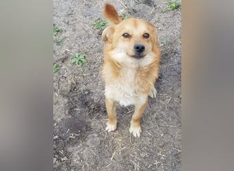 TANNER - gerettet aus Horror Tötung Slatina, Ostern'22