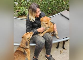 TANNER - gerettet aus Horror Tötung Slatina, Ostern'22