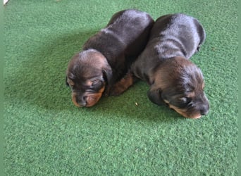 Dackel Welpen Rauhaarteckel