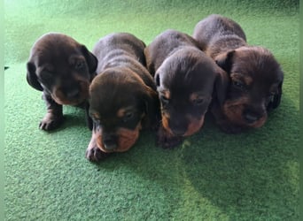 Dackel Welpen Rauhaarteckel