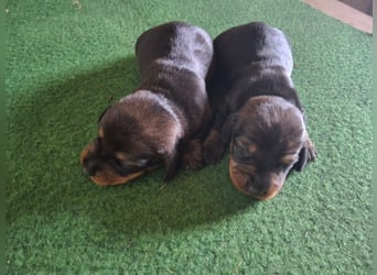 Dackel Welpen Rauhaarteckel