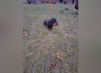 Dackel Welpen Rauhaarteckel