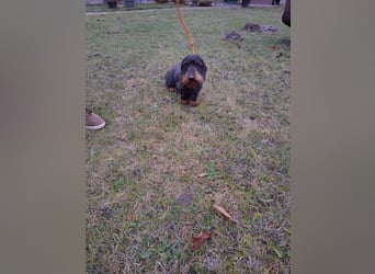 Dackel Welpen Rauhaarteckel