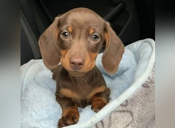 Dackel   Hündin – geimpft, entwurmt, gechipt, mit EU-Heimtierausweis Dackel   Hündin – geimpft, entwurmt, gechipt, mit EU-Heimtierausweis