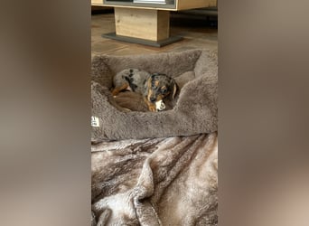 Tiger Dackel x Jack Russel 