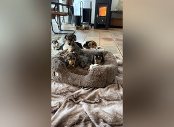 Tiger Dackel x Jack Russel 