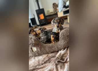 Tiger Dackel x Jack Russel 