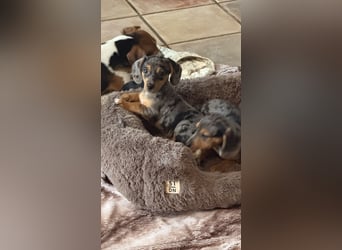 Tiger Dackel x Jack Russel 