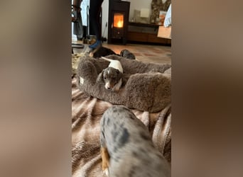 Tiger Dackel x Jack Russel 