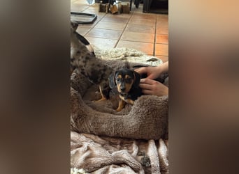 Tiger Dackel x Jack Russel 