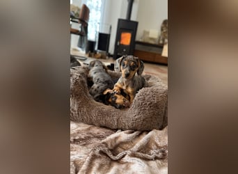 Tiger Dackel x Jack Russel 