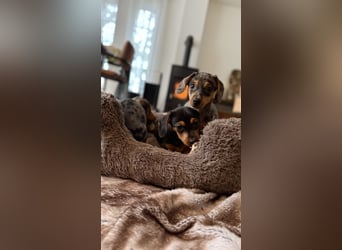 Tiger Dackel x Jack Russel 