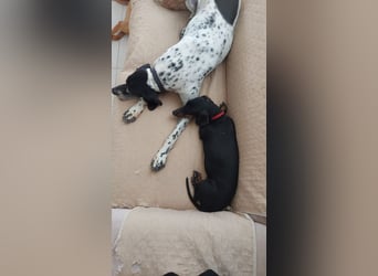 Bibi - kleine Hundedame sucht das große Glück