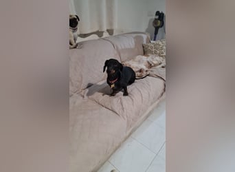 Bibi - kleine Hundedame sucht das große Glück