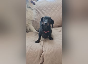 Bibi - kleine Hundedame sucht das große Glück