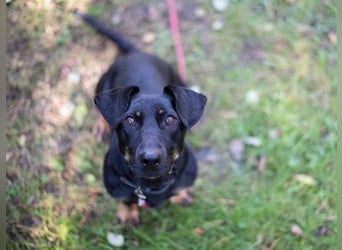 Larina, Dackelmix-Hündin, geb. 2021, kl. Hündin mit großem Herzen