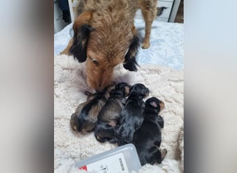 TIERRA-Die süßeste Versuchung: wer verliebt sich und schenkt ihr ein liebevolles Für-immer-Zuhause